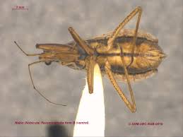 Attēlu rezultāti vaicājumam “Nabidae”