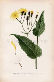 Attēlu rezultāti vaicājumam “Crepis paludosa flower”