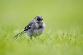 Attēlu rezultāti vaicājumam “Motacilla alba juvenile”
