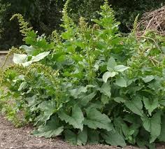 Attēlu rezultāti vaicājumam “Chenopodium bonus-henricus leaf”