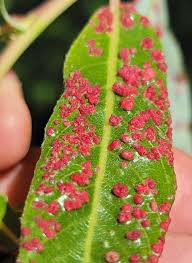Attēlu rezultāti vaicājumam “Eriophyes padi”