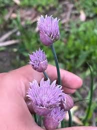 Attēlu rezultāti vaicājumam “Allium schoenoprasum bud”