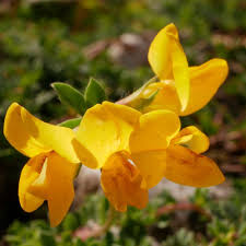 Attēlu rezultāti vaicājumam “Lotus corniculatus flower”