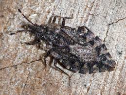 Attēlu rezultāti vaicājumam “Aradus betulae”