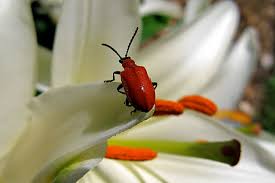 Attēlu rezultāti vaicājumam “Lilioceris lilii”