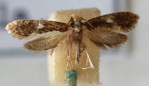 Attēlu rezultāti vaicājumam “Monopis weaverella”