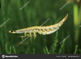 Attēlu rezultāti vaicājumam “Acilius sulcatus”