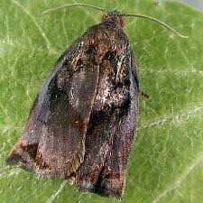 Attēlu rezultāti vaicājumam “Archips podana female”