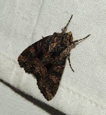 Attēlu rezultāti vaicājumam “Anacampsis blatariella”