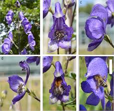 Attēlu rezultāti vaicājumam “Aconitum napellus flower”