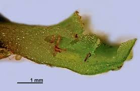 Attēlu rezultāti vaicājumam “Pellia endiviifolia sporophyte”