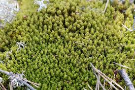 Attēlu rezultāti vaicājumam “Dicranum spurium”