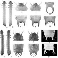 Attēlu rezultāti vaicājumam “Pyrochroidae larva”