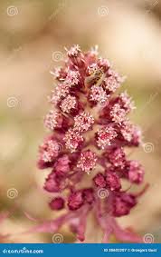 Image result for Petasites officinalis