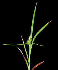 Attēlu rezultāti vaicājumam “Carex flava”