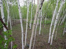Attēlu rezultāti vaicājumam “Betula papyrifera”