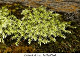 Attēlu rezultāti vaicājumam “Racomitrium canescens sporophyte”