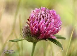 Attēlu rezultāti vaicājumam “Trifolium alpestre”