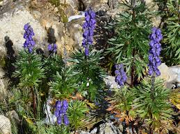 Image result for Aconitum napellus