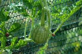 Attēlu rezultāti vaicājumam “Citrullus lanatus leaf”