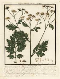 Image result for Tanacetum parthenium