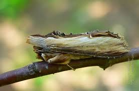 Attēlu rezultāti vaicājumam “Shargacucullia scrophulariae larva”