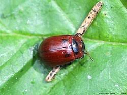 Attēlu rezultāti vaicājumam “Gonioctena viminalis”