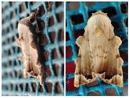 Attēlu rezultāti vaicājumam “Nycteola sp.”