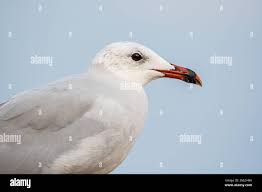 Image result for Larus audouinii