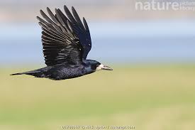 Attēlu rezultāti vaicājumam “Corvus frugilegus”