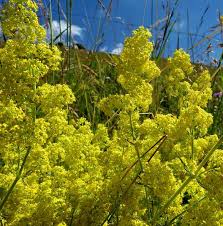 Attēlu rezultāti vaicājumam “Galium verum bud”