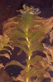 Attēlu rezultāti vaicājumam “Potamogeton perfoliatus”