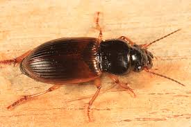 Attēlu rezultāti vaicājumam “Harpalus sp.”