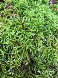 Attēlu rezultāti vaicājumam “Eurhynchium angustirete sporophyte”