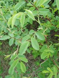 Attēlu rezultāti vaicājumam “Rosa glabrifolia”