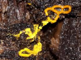 Attēlu rezultāti vaicājumam “Hemitrichia serpula macro”