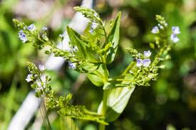 Attēlu rezultāti vaicājumam “Veronica anagallis-aquatica flower”