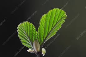 Attēlu rezultāti vaicājumam “Alnus glutinosa leaf”