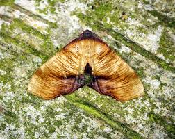 Attēlu rezultāti vaicājumam “Plagodis dolabraria”