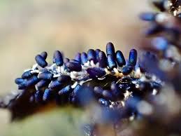 Attēlu rezultāti vaicājumam “Diachea subsessilis”