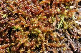 Attēlu rezultāti vaicājumam “Scorpidium cossonii”