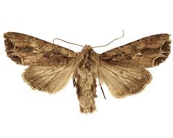 Attēlu rezultāti vaicājumam “Lacanobia suasa”