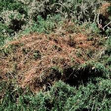 Attēlu rezultāti vaicājumam “Cuscuta epithymum subsp. trifolii”