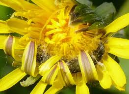 Attēlu rezultāti vaicājumam “Aphelia viburniana”