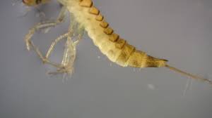 Attēlu rezultāti vaicājumam “Dytiscidae”