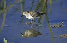 Attēlu rezultāti vaicājumam “Craterium minutum young”