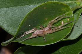 Attēlu rezultāti vaicājumam “Miturgidae”