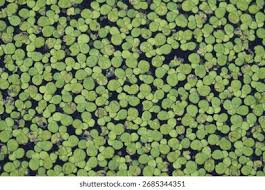 Attēlu rezultāti vaicājumam “Lemnaceae”