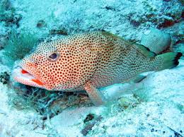 Image result for Epinephelus guttatus