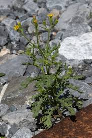 Attēlu rezultāti vaicājumam “Senecio viscosus”